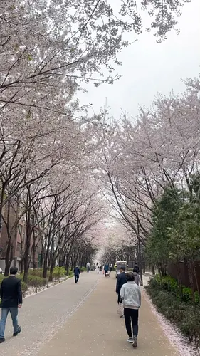 The cherry blossoms are out!  What a lovely day 😃