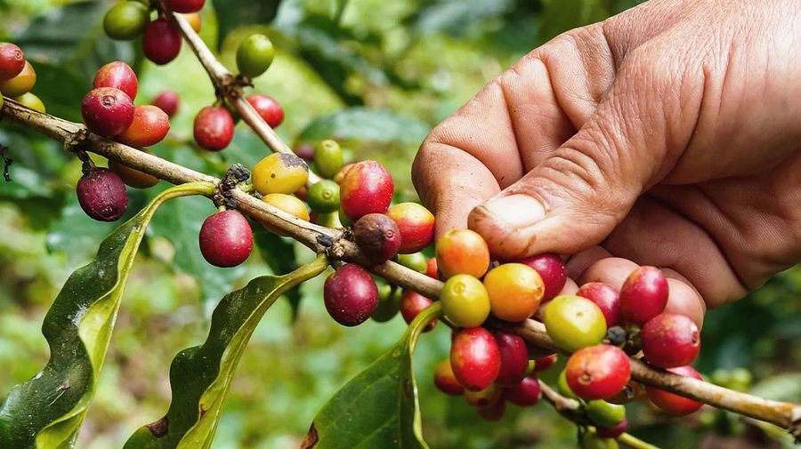 Nilgiri Coffee product image (2)