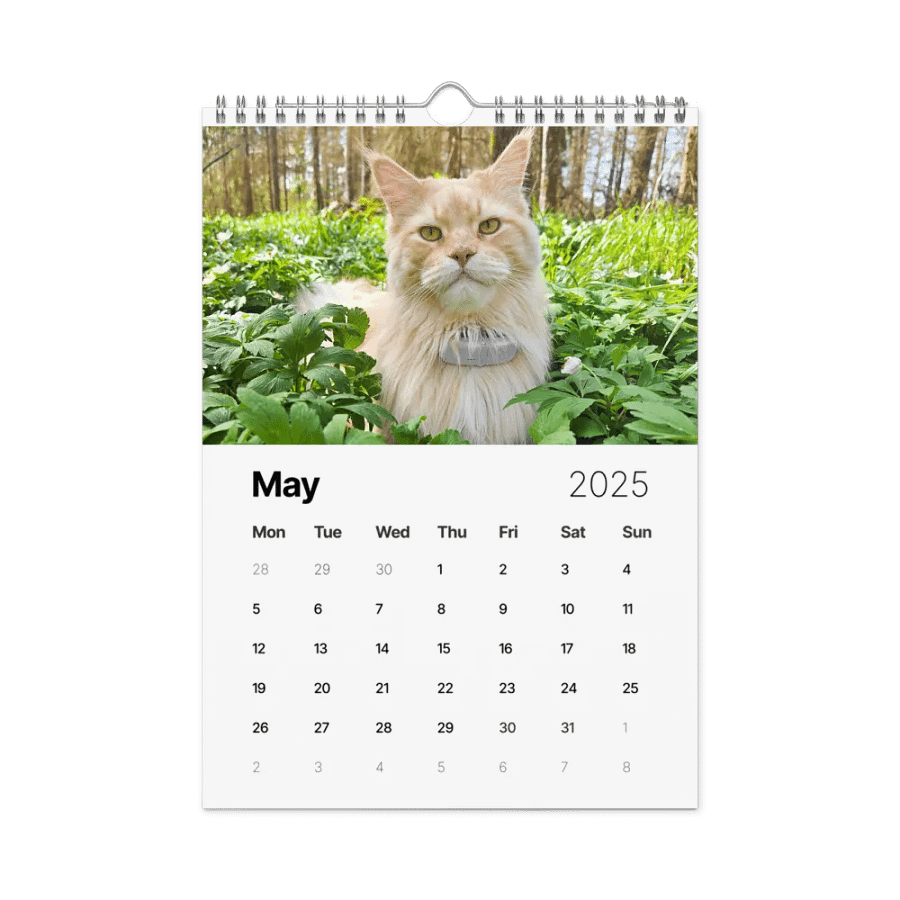 2025 Calendar - Maine Coon Adventures + Kittens product image (10)