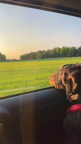 Runa the Explorer 🐾

#dogs #dachshund #pets #summer #mansbestfriend
