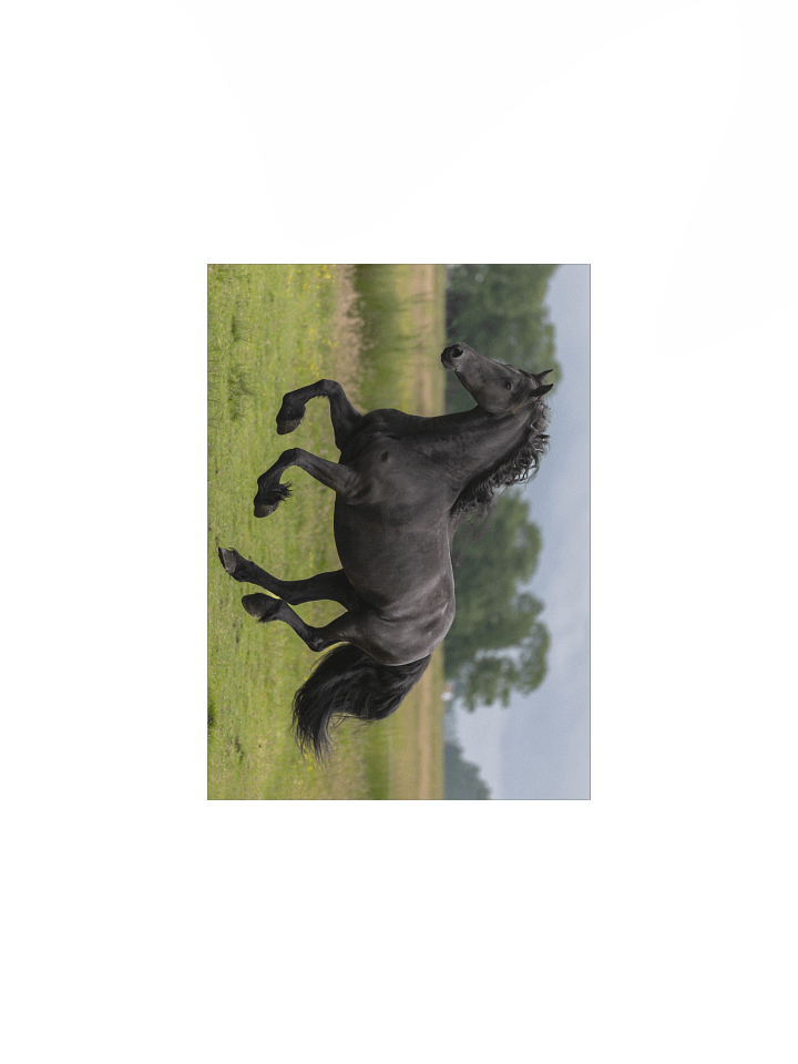 Friesian horses Saly product image (2)