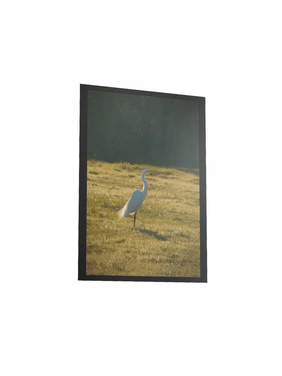 Full of Egrets product image (3)