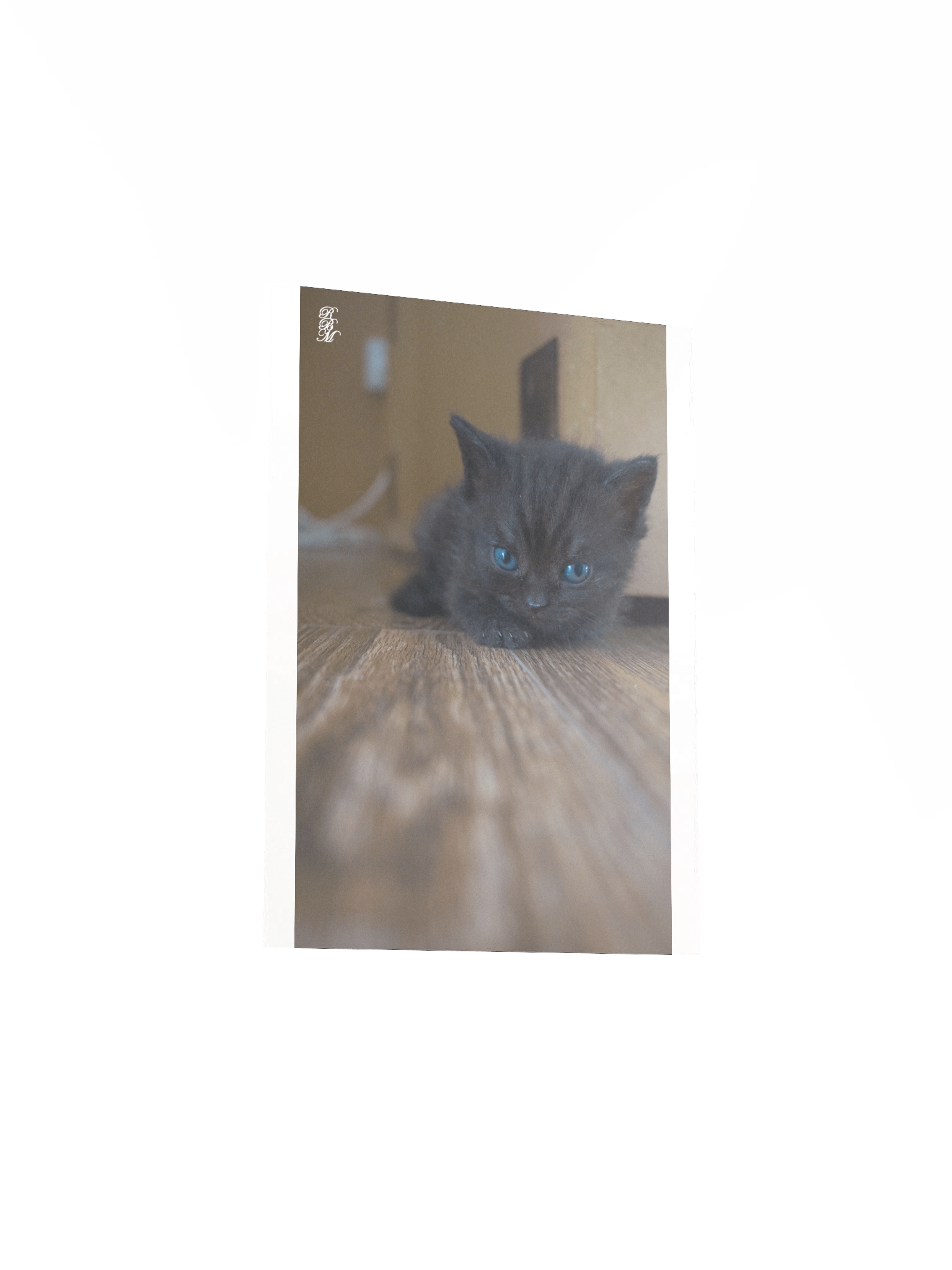 Black Kitten product image (15)