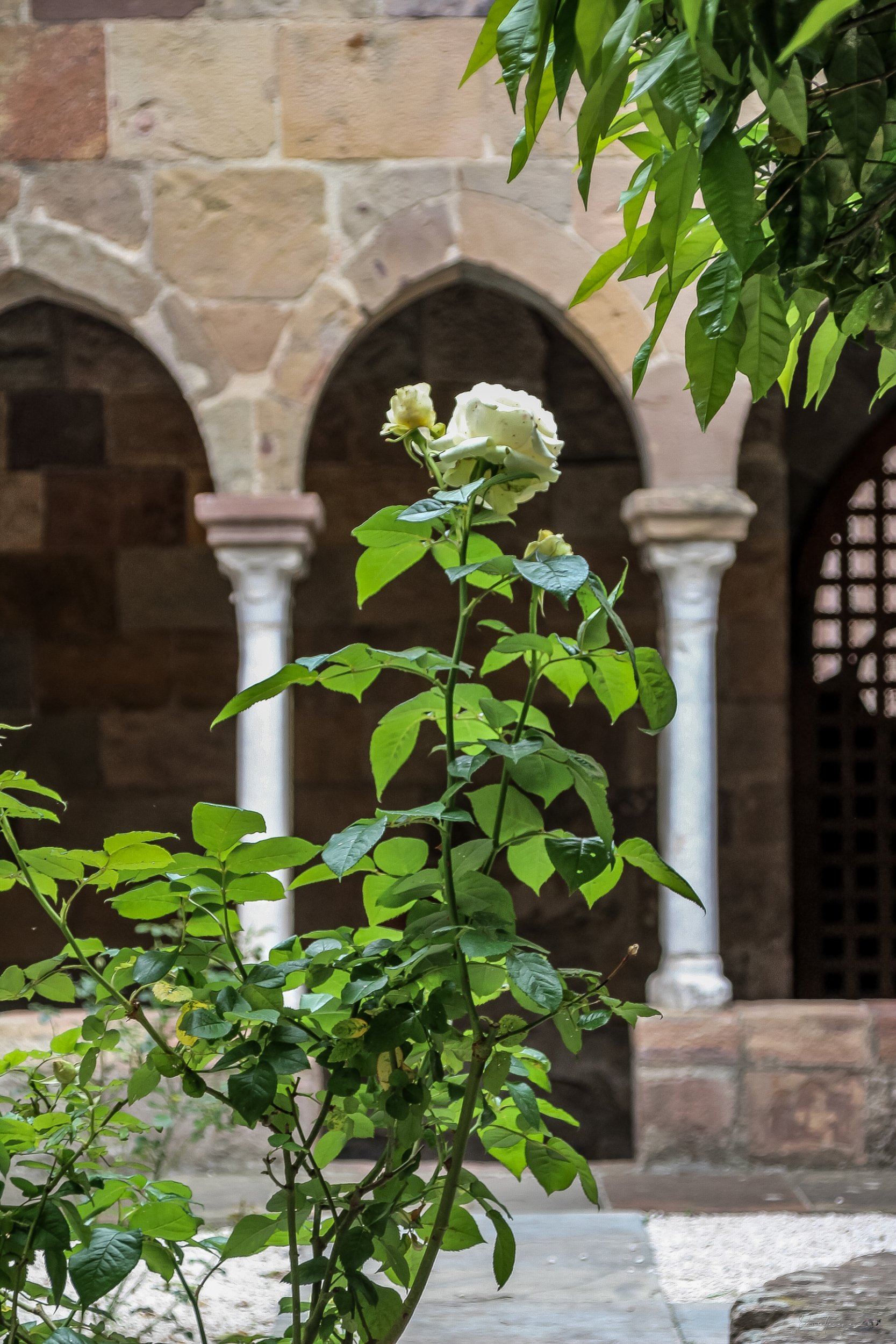 Fine Art - The Cloister’s Rose - Fréjus, France product image (1)