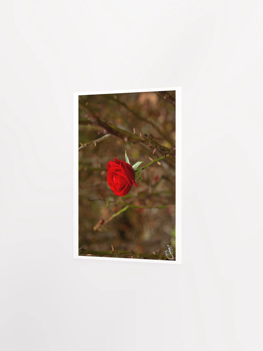 Roses Thorns - Print product image (2)
