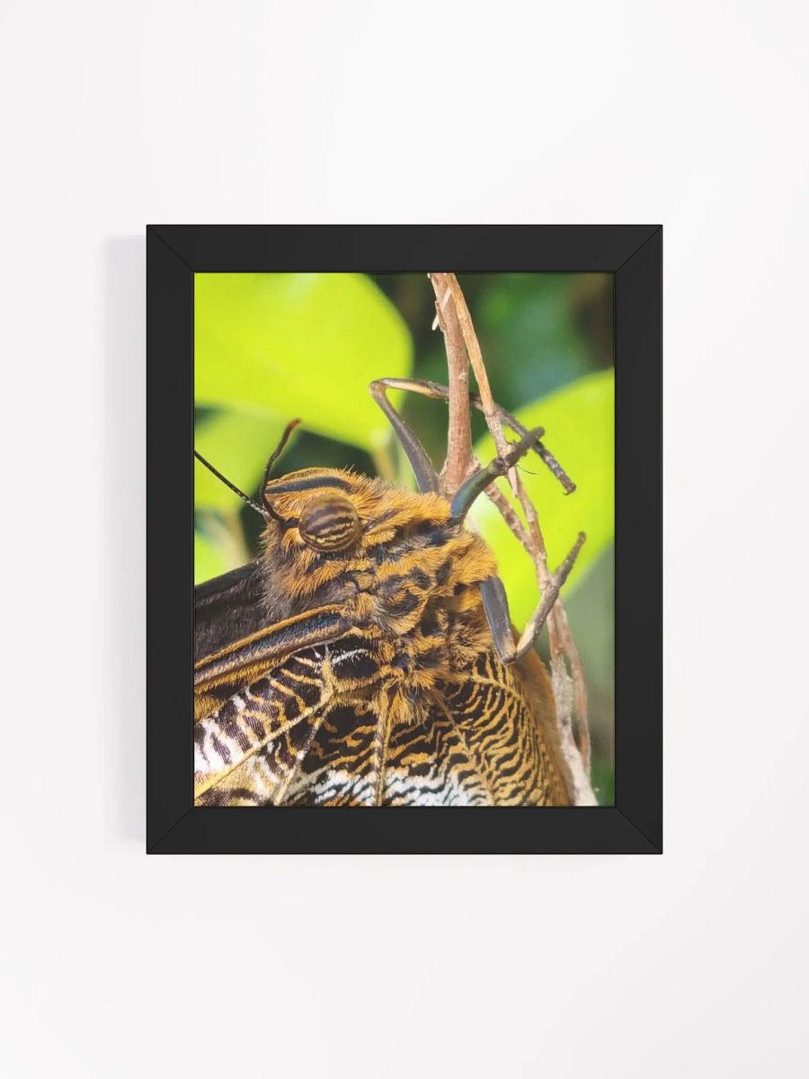 Closeup Tropical Butterfly Framed Poster product image (4)