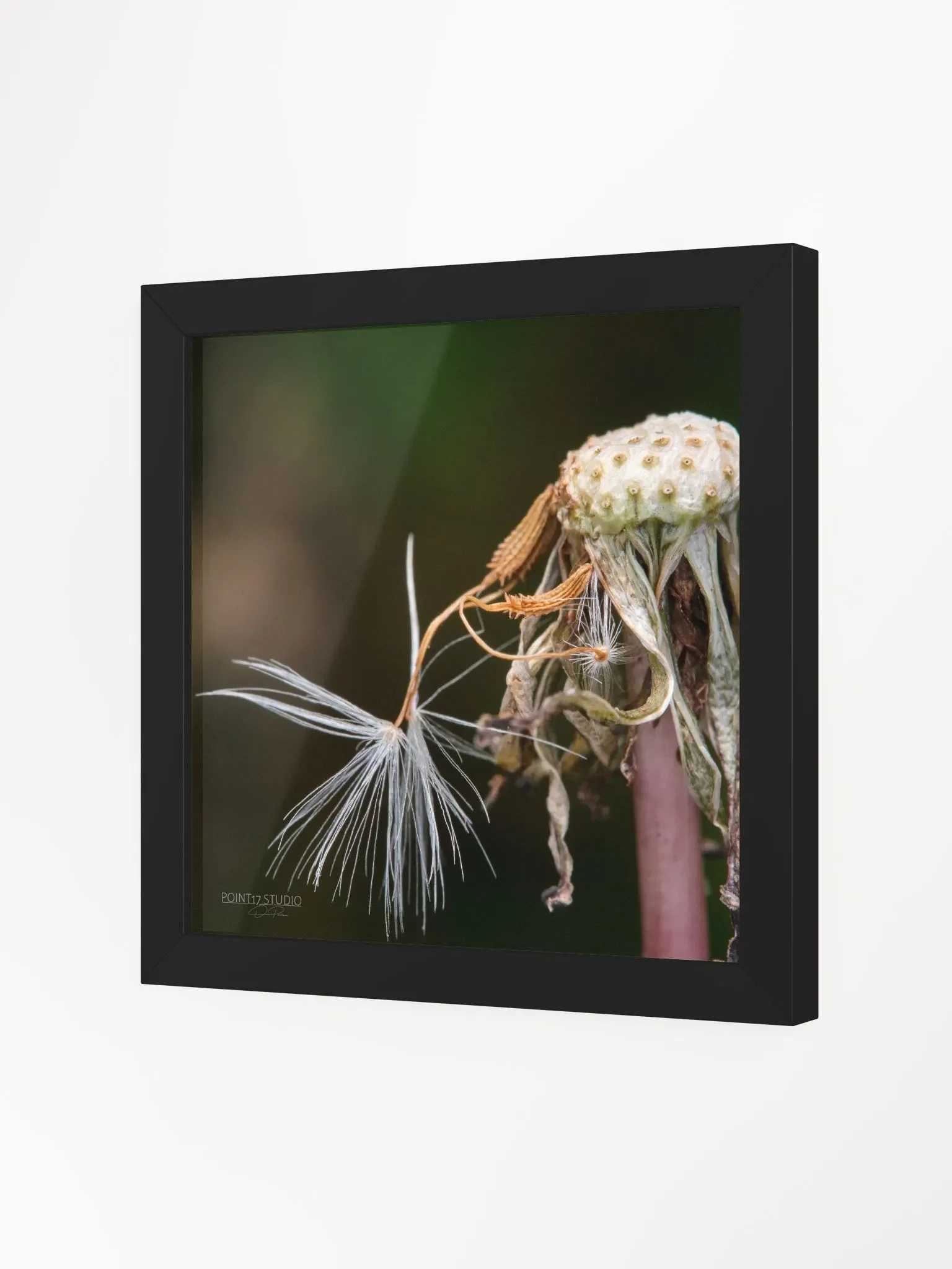 Dandelion #12 - Framed Print product image (2)