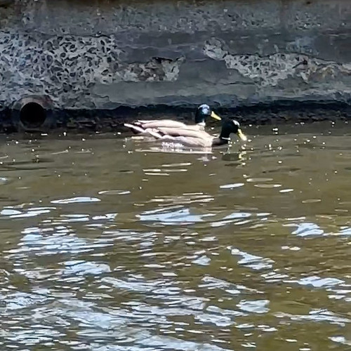 Ducks show that the goal of life is love. 🦆 #bird #birds #birdsofinstagram #duck #ducks #ducksofinstagram #vlog #vlogs #vlogg...