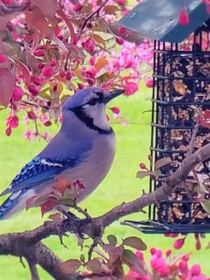 this friendly lil' birb would like you to know that he hopes your day goes well! 🐦💙 (the birds are really liking the new seeds we put out! I love waking up and hearing them singing hehe) .˚ *•̩̩͙ 𝓽𝓪𝓰𝓼!. •̩̩͙*˚⁺ #bird#nature#flowers#calming#agere#birds#calm#relax .˚ *•̩̩͙ ✩. •̩̩͙*˚⁺‧