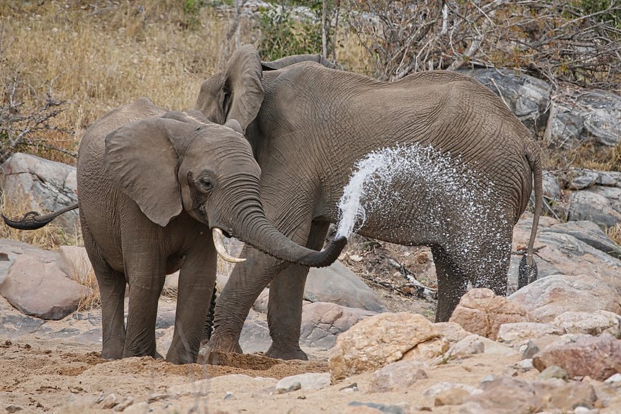 Elephant product image (1)