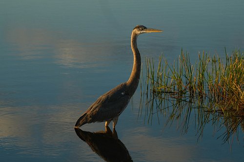 Great Blue Heron ⚡️of Florida #rmehdee #robinmehdee #greatblueheron #floridaphotographer
