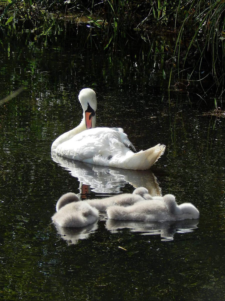 Swan and cygnets product image (1)