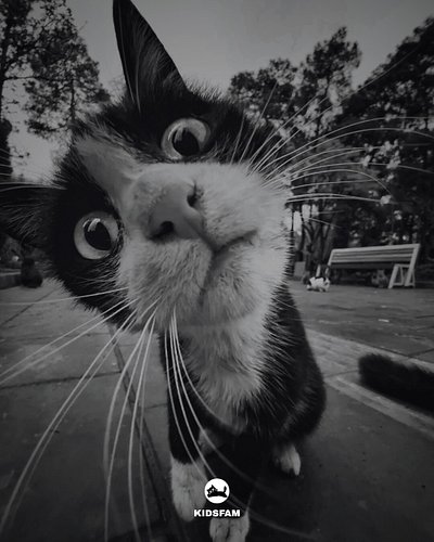 They say I am a FREAK. What do you think? 
Don't you DARE to say yes⚔️

🐾Join The Cat Spirit Community to be with Similar Sou...