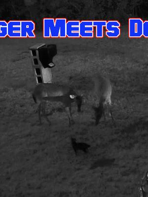 Deer, Cats, and Rabbits OH MY! 4K #deercamera #catcam #Youtube #ashbot  My Kitten meets the deer. Link in Comments
