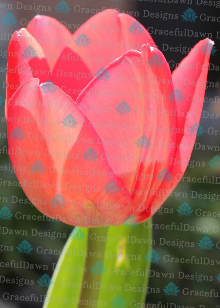 Sun Through a Pink Tulip product image (1)