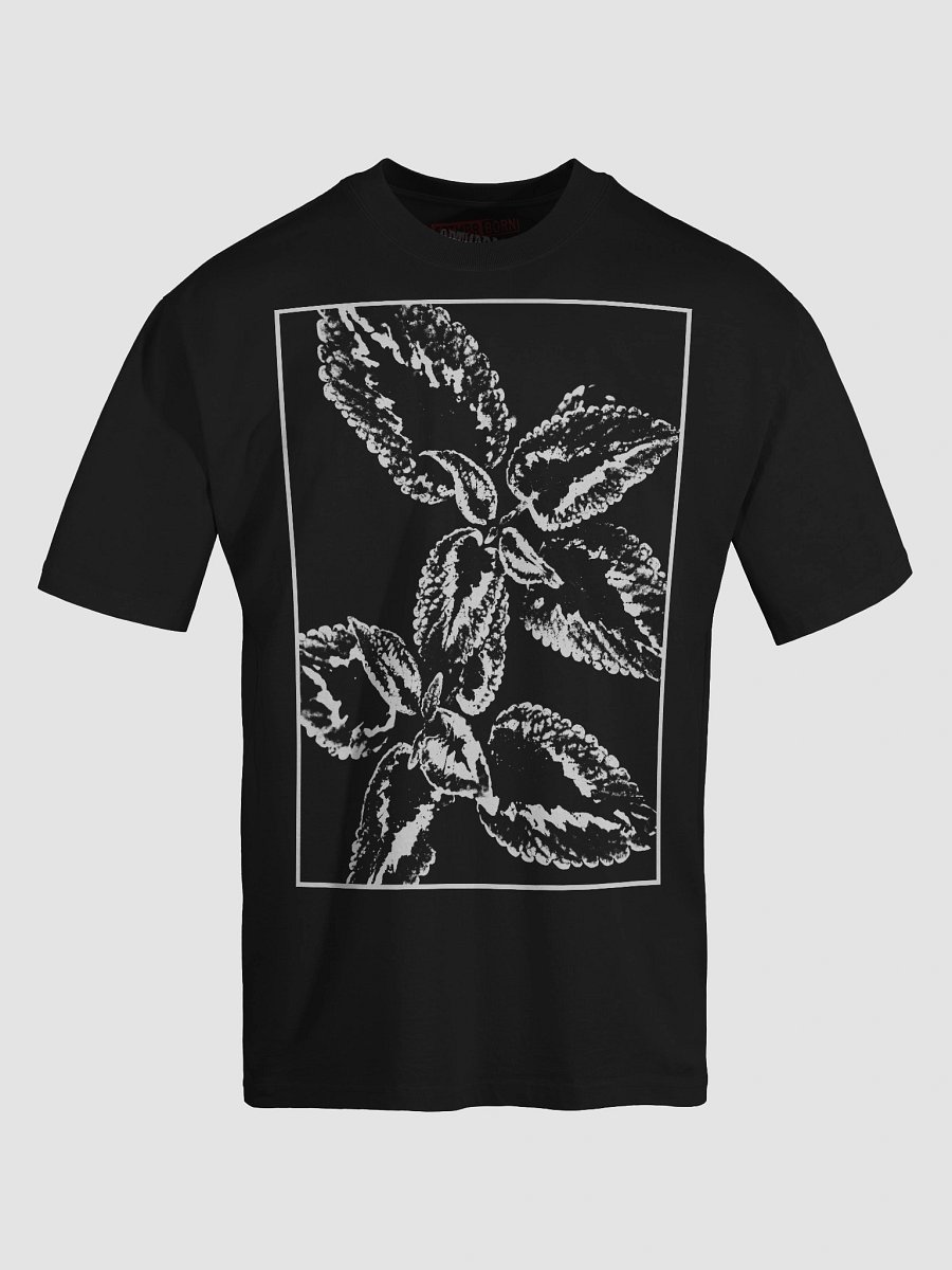 coleus product image (6)