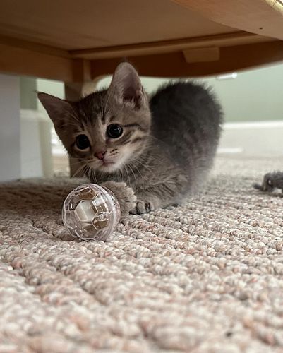 The cats of Tavern Heroes! Meet Linus, the kitten of Jordan (the cast member behind Kali)