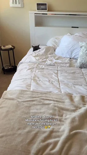 It’s fine I actually wanted the bed to look ‘almost made’ !!!! 

🩷🩷🩷🩷🩷🩷🩷

#cats #catlife #cat