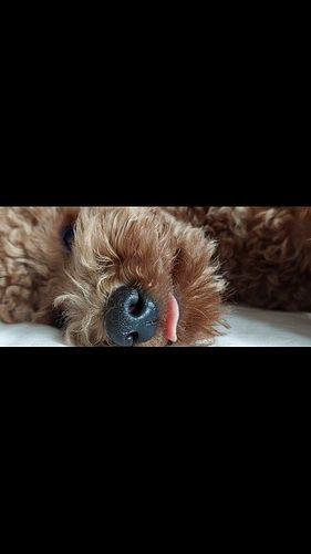 24 seconds of laziness.

#minipoodle #zwergpudel #puppylife