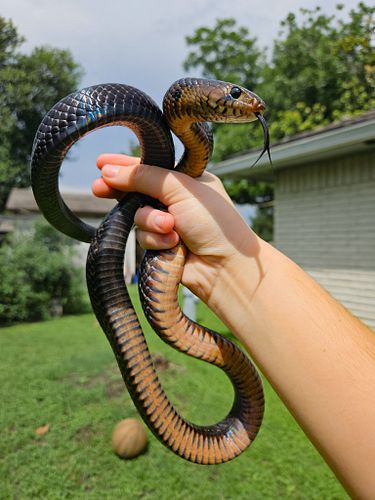One of my absolute favorite species , Texas Indigo snake