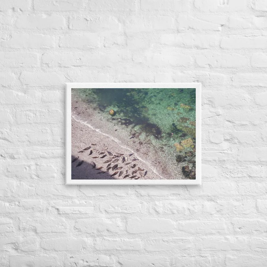 Seals on a hidden beach product image (12)
