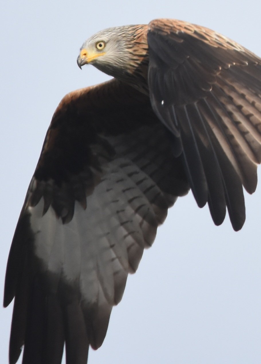 Redkite product image (1)