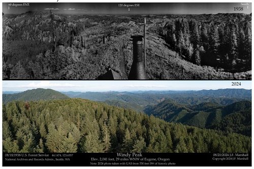 The 1938 panorama from Windy Peak (top photo), in Lane County, Oregon, shows few old growth trees and instead a complex struc...