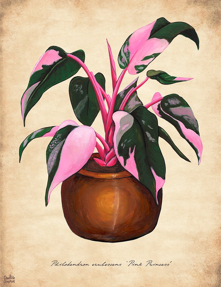 Philodendron 'Pink Princess' - Art Print product image (1)