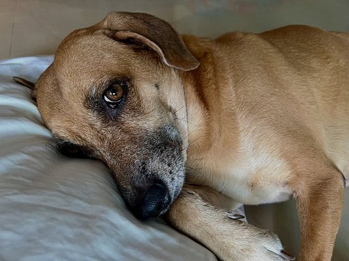 Canela overextended herself on her walk yesterday and her leg is sore today.