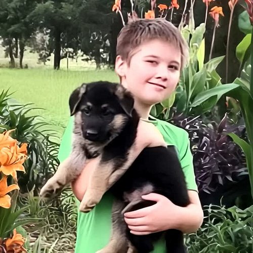 @everybody German Shepherd Pppies Available! dreamscapefarms.com Madisonville TX