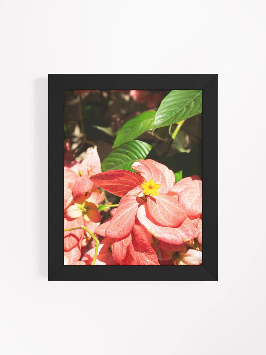 Mussaenda plant - Framed art print product image (4)
