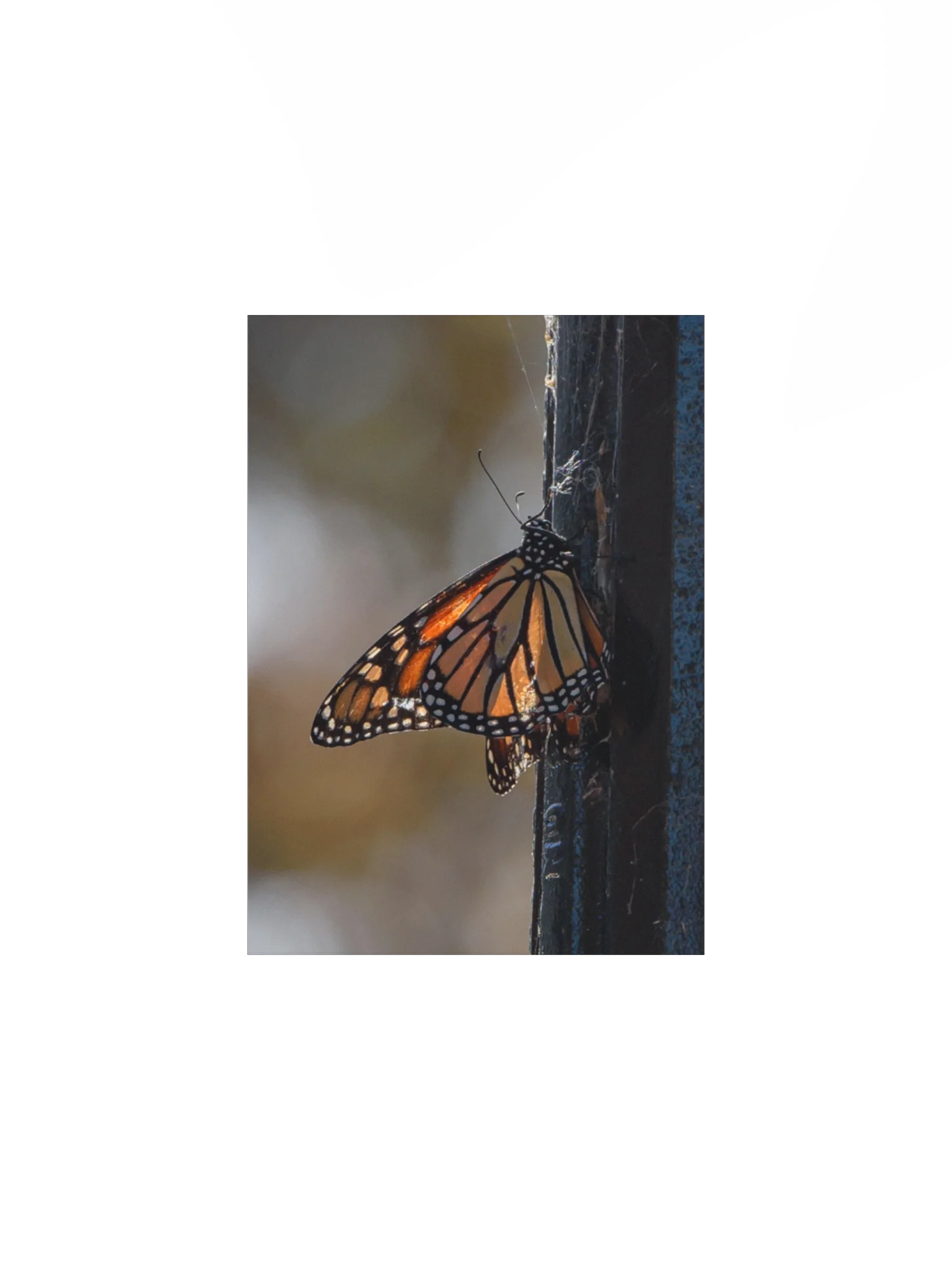 Lightly Tattered But Still Beautiful (Matte Poster) product image (4)