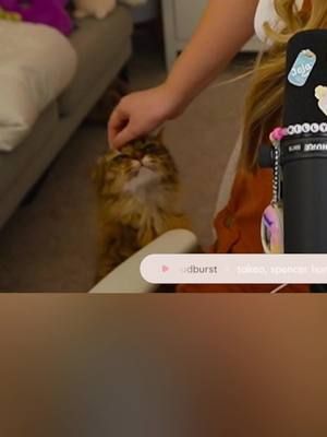 she always knows how to get pets #catsoftiktok #cattok #cutecat