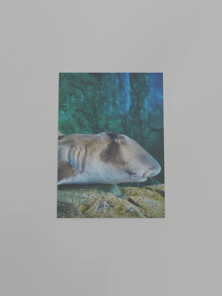 Japanese Bull-headed Shark product image (22)