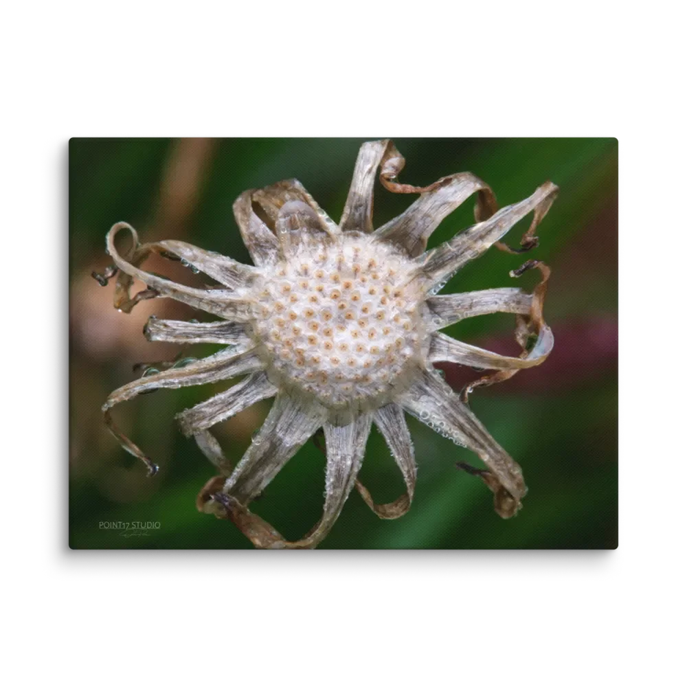 Spent Dandelion Sun - Print On Canvas product image (1)