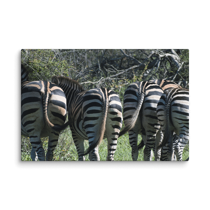 Zebra Butts Canvas Print product image (5)