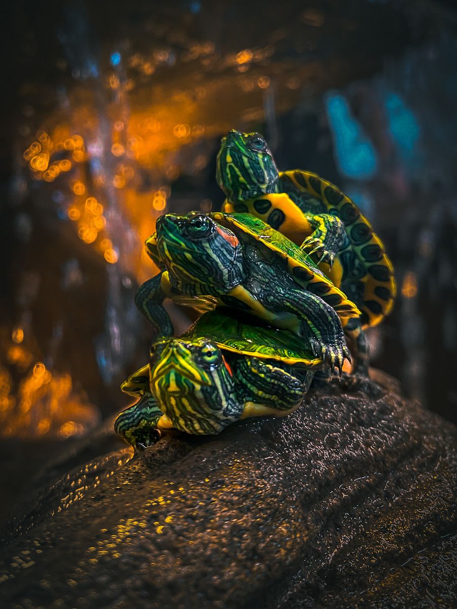 Baby Red-Eared Sliders product image (1)