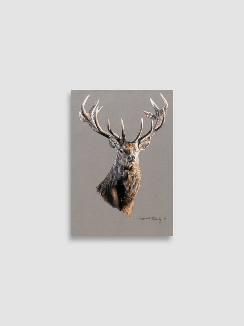 Elk Enhanced Matte Paper Poster