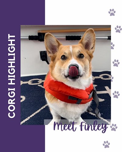 Baltimore Corgi Highlight:
Meet Finley, a 3 year old Pmebroke Welsh Corgi! His favorite activities are playing fetch, taking ...