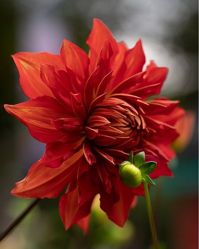 I enjoyed some time at the Chrysanthemum Garden in Hamburg. It was truly a delightful sight. 

This one was my favourite. Eve...