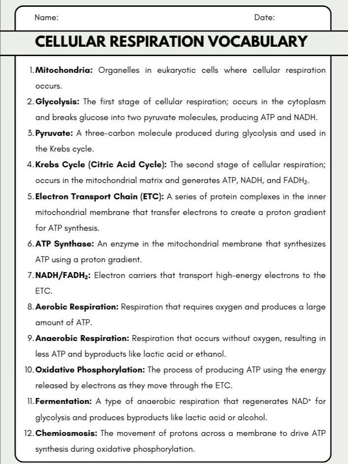Photosynthesis and Cellular Respiration Vocabulary product image (2)