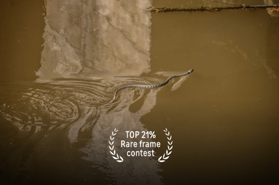 Fine art nature - Dancing Serpent – La Londe les Maures, France product image (3)