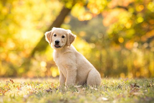 Daisy the puppy was all play, no posing! 🐾 She had me on my toes the entire session, darting around with that boundless puppy...