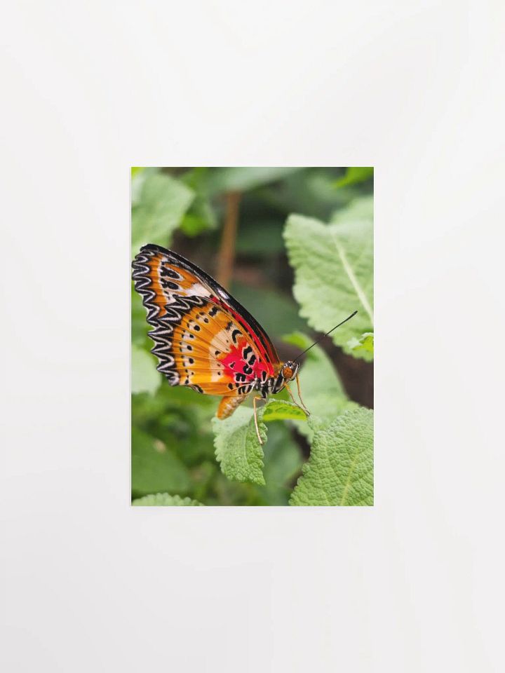 Lacewing Tropical Butterfly Poster 5x7" product image (1)