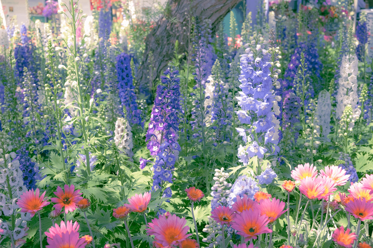 Delphinium Faerie Garden Print product image (2)