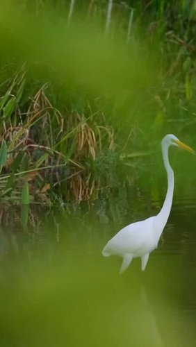 Florida wetlands adventure #floridian #greategret