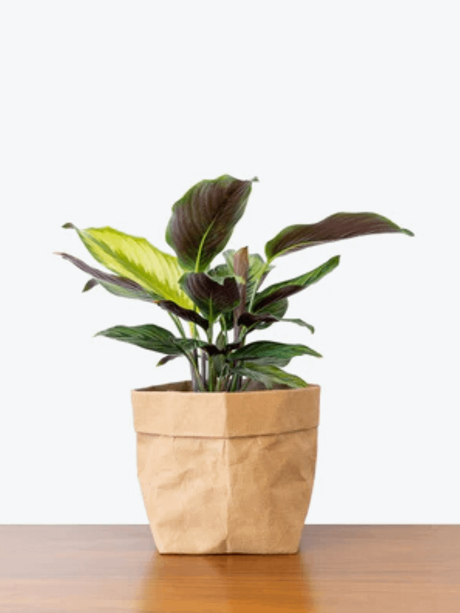 Calathea Beauty Star product image (1)