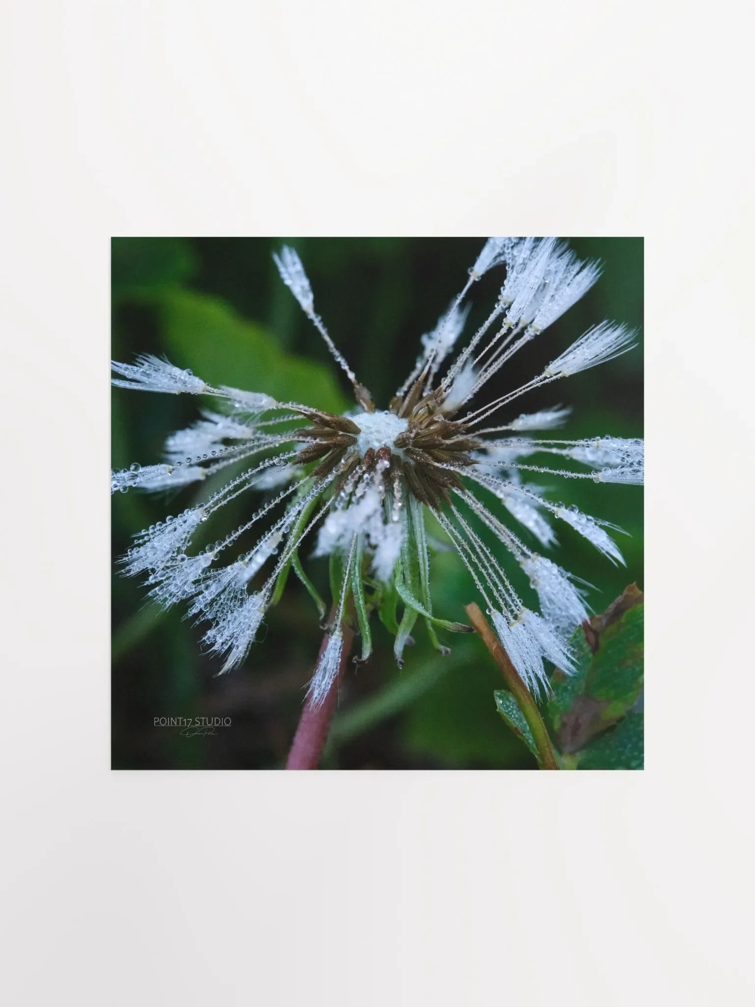Dandelion #2 - Print product image (3)