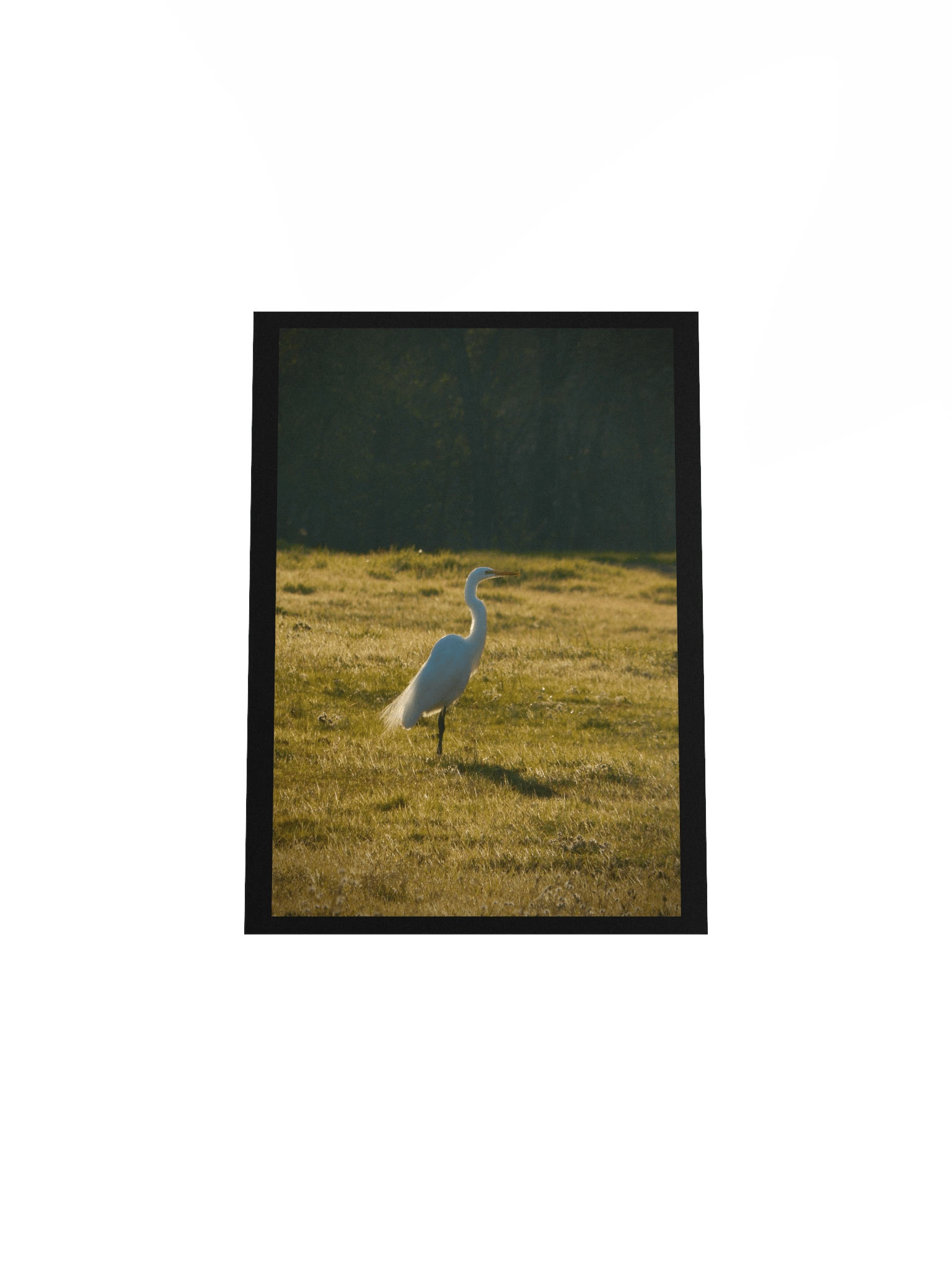 Full of Egrets product image (4)