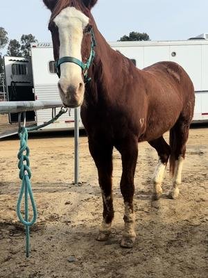 New Year new cinches!! Susan and I are both testing and will be reviewing the @TotalSaddleFit western cinch. #CapCut #cinch #horsetack #horsesaddle #tackfit #tackshopping #review 